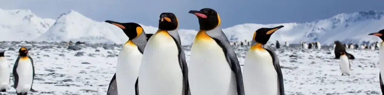 Emperor penguins in weddell sea - Antarctic Cruises