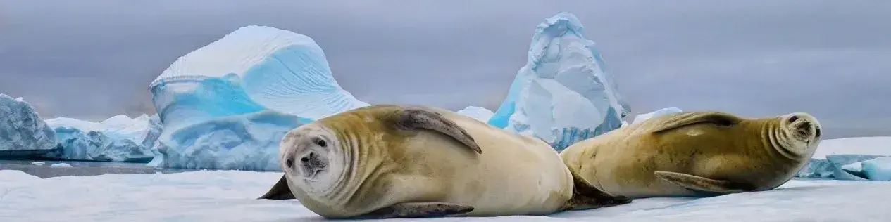 watching in Antarctic Cruisesfur, crabeater and leopard seals as well as curious whales
