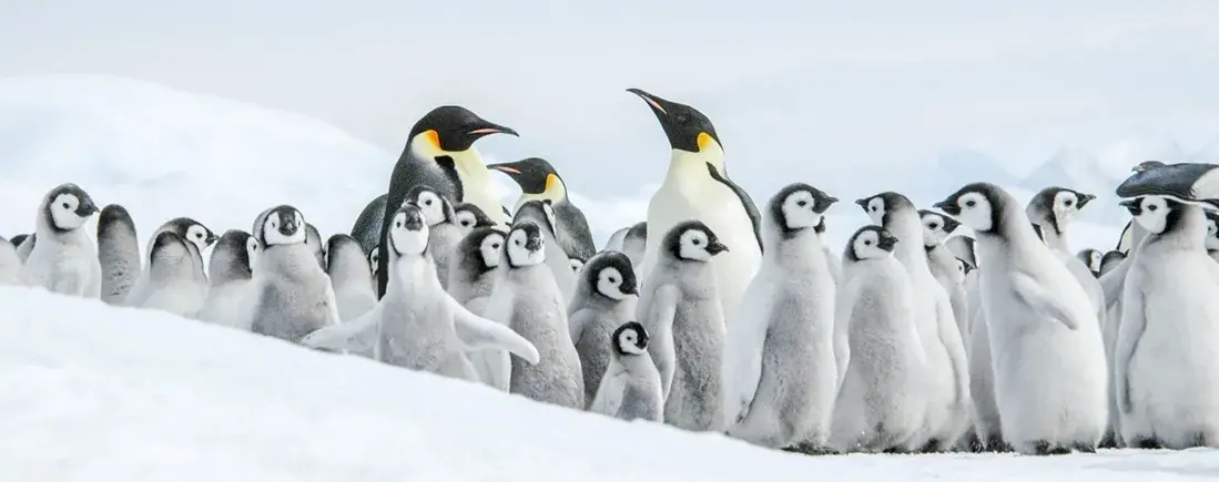 Weddell Sea - Antarctic Cruises